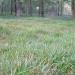 Sedge grass in oak woodland