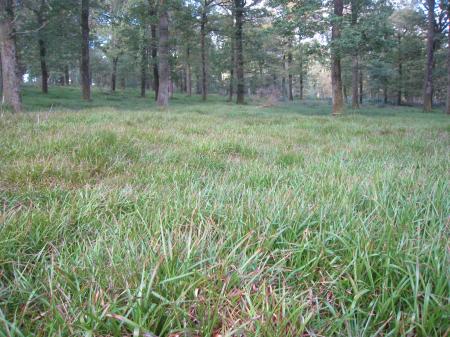 Sedge grass in oak woodland
